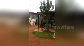 Rocco the boxing kangaroo pounds the heavy bag