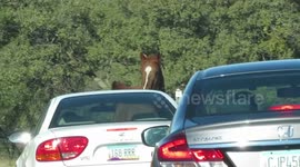 Beautiful runaway horse stops traffic