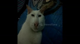 cat face warp