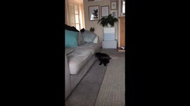 Cat chasing tail!