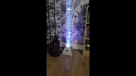 Cat mesmerised by fake fish