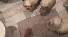 Who needs a towel when you have 2 super licky dogs!