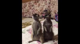 Meerkats enjoying the after-bath feeling