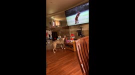 Pitbull loves to watch National Geographic