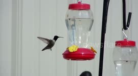 Hummingbird in slow motion