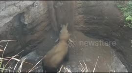 Terrified baby elephant rescued after falling into 30-foot well in south India
