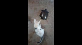 Cat and turtle