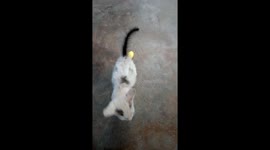 Cat with yellow flower