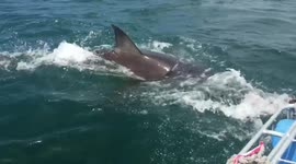 White Shark scrapes along shark cage causing hysterical screaming
