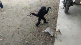A game of cat and gibbon! Gangly ape just wants to play with kitty