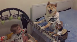Chiko the dog and Bella the cat are responsible babysitters