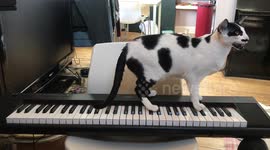 This cat sings a song while playing a tune on the piano