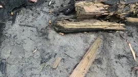 Some crabs walking around