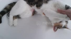 Cat biting into my hand
