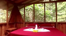 Beautiful Tree House And Designed Ideas