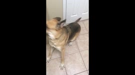 German Shepherd loves her hot dog.