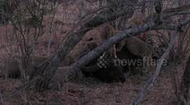 Monwana Lions Eating a Buffalo at Night