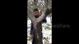 Strangely satisfying: man repairs split apple tree