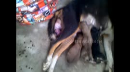 Dog giving birth to cute puppies