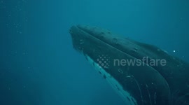 humpback whale - close encounter