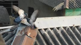 Two Bizarre Funny Bird Fighting With Each Other
