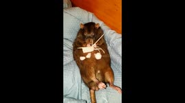 Rat knitting