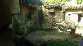 Dallas zoo Baboon touching himself to completion, then eats it