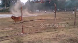Cow on helipad almost spells disaster in India