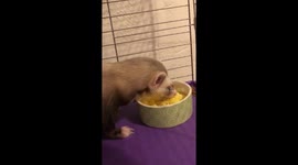 Ferret enjoys scrambled eggs
