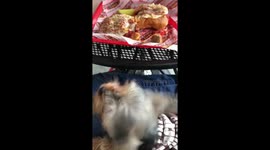 Yorkie enjoys some meatballs