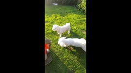 Bishon Frize dogs barking at lawnmower