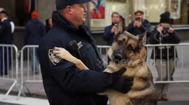 NYC: Police Dog Stands and Hugs Its Handler at Veterans Day Parade