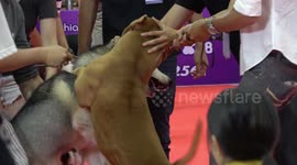 Pit bull attacking Siberian Husky 4K version