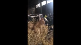 Cat loves calf
