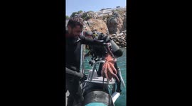 Diver makes a clingy friend as octopus refuses to let go of his wetsuit