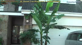UK Stormy Windy Weather Blows Over Large Banana Tree (E24)
