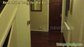 Real Spider Scare for Bully Big Brother - Funny