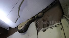 Huge python caught in shop roof eating one-metre-long monitor lizard
