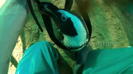 Cute Penguin Loves Camera So Much, She Wants To Have A Go!