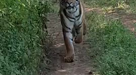 Tourists panic as fierce tiger chases their safari car
