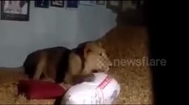 Lioness enters home, sits on a pile of groundnuts in India