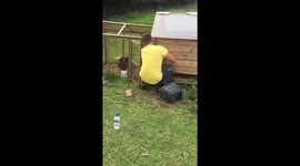 Feeding chickens on a farm in Cornwall