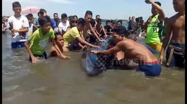 Beachgoers rescue 26ft long endangered whale stranded in shallow waters