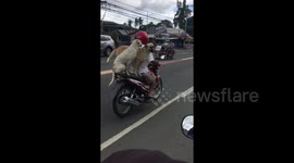 Three pet dogs riding on a motorcycle with their owner