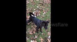 This dog really doesn’t want his first walkies to end