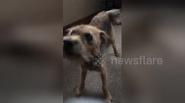Deaf dog gets so excited when owner returns home after four weeks away