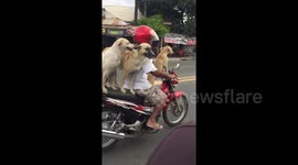 Man balances his three dogs on motorcycle as he goes for a ride