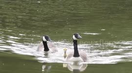A gosling with it's parents, swimming, walking and feeding