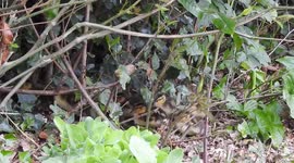 Baby ducks following mum through the bushes