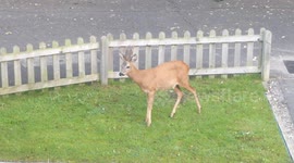 Urban Deer in a front garden